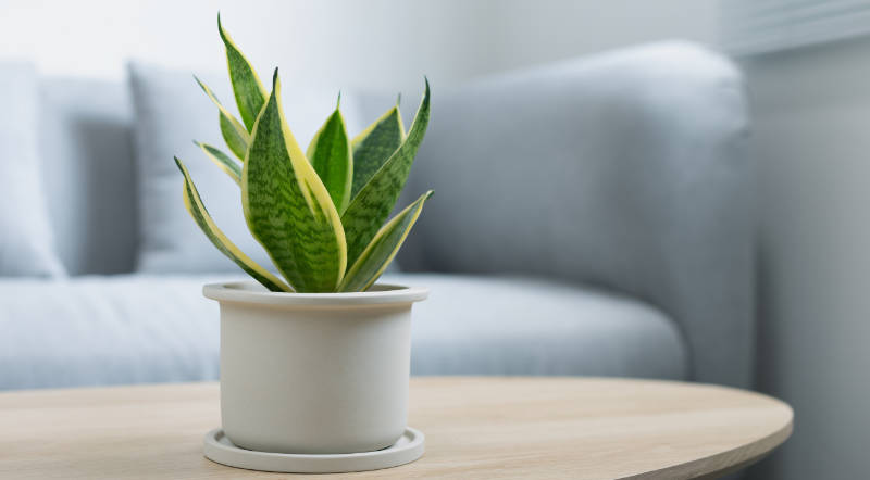 sansevieria plant on wooden table
