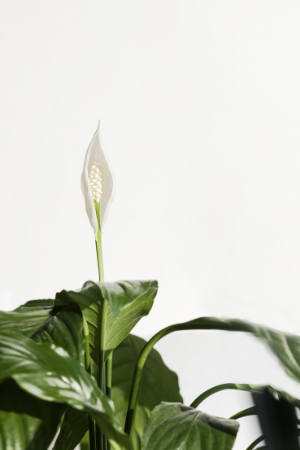 indoor house plant peace lilies